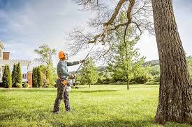 Best Tree Cabling and Bracing  in Fayette, AL