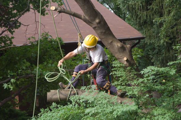 Best Emergency Tree Removal  in Fayette, AL